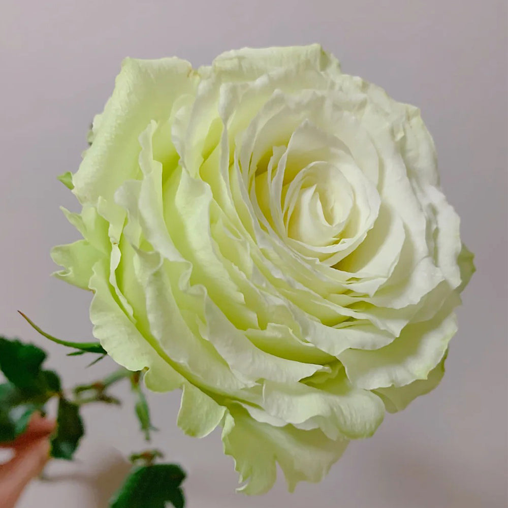 Moonstone German Florist Shrub Rose