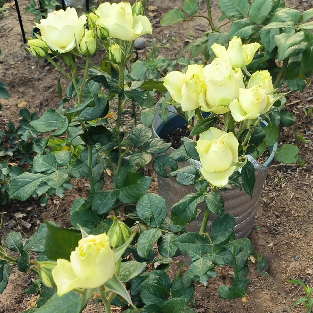 Moonstone German Florist Shrub Rose