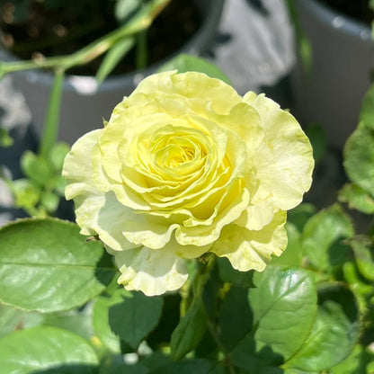 Moonstone German Florist Shrub Rose