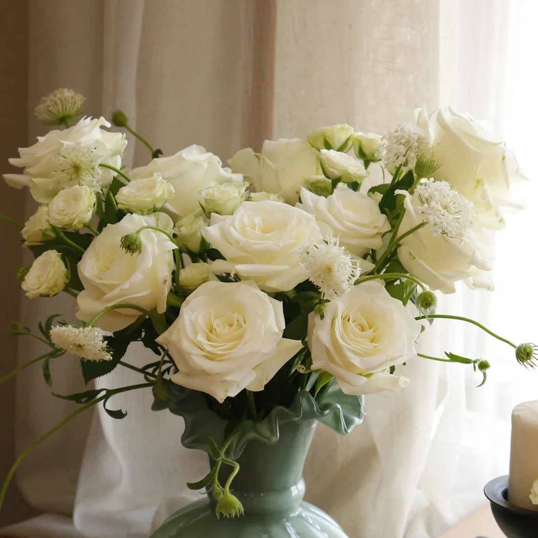 Mount Shasta American Florist Hybrid Tea Rose
