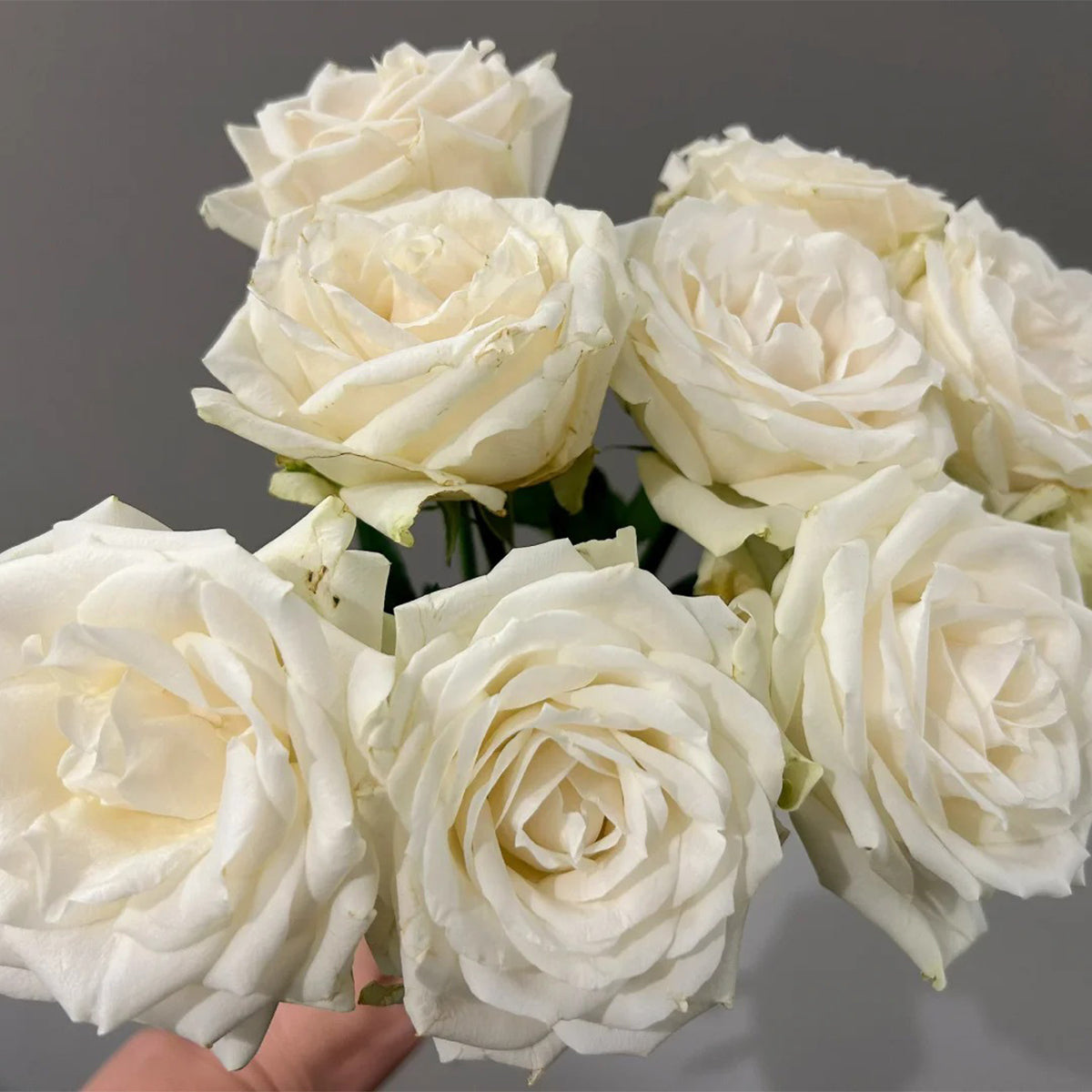 Mount Shasta American Florist Hybrid Tea Rose