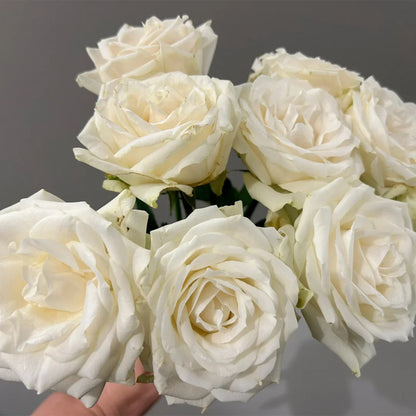 Mount Shasta American Florist Hybrid Tea Rose