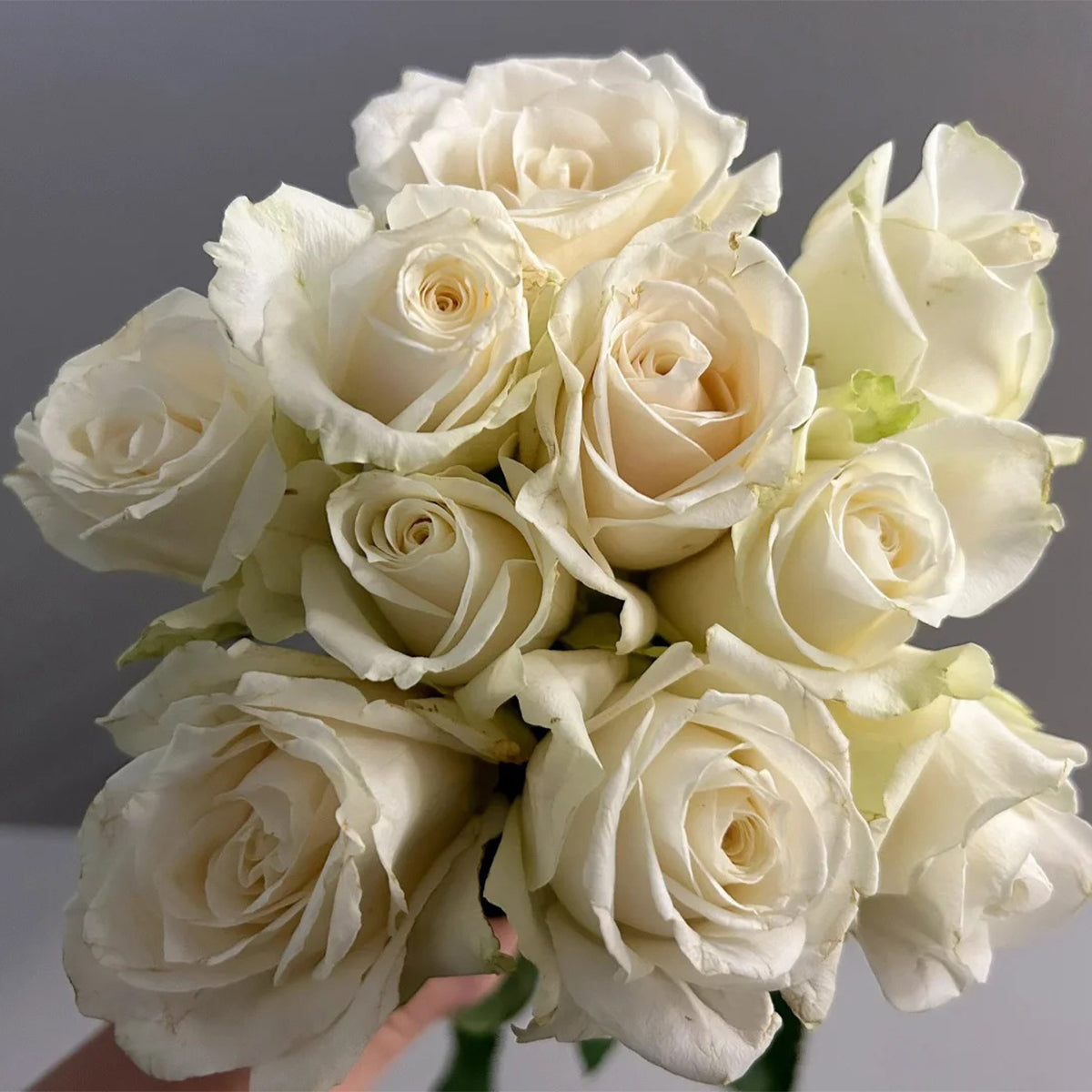 Mount Shasta American Florist Hybrid Tea Rose