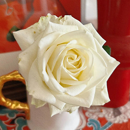 Mount Shasta American Florist Hybrid Tea Rose