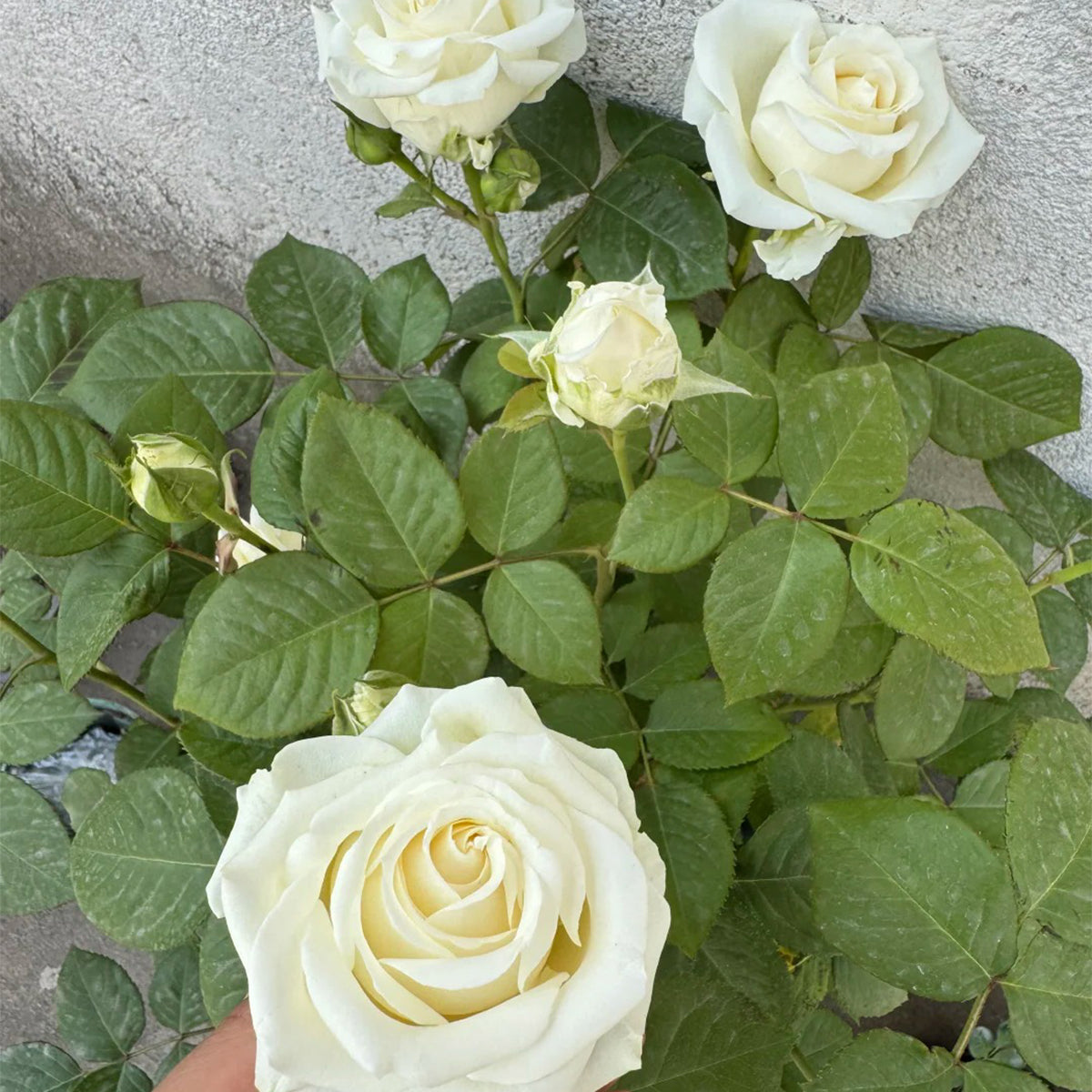 Mount Shasta American Florist Hybrid Tea Rose