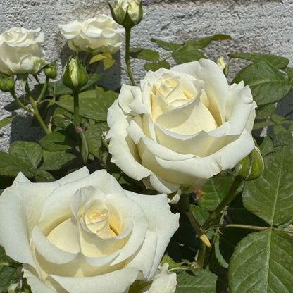 Mount Shasta American Florist Hybrid Tea Rose