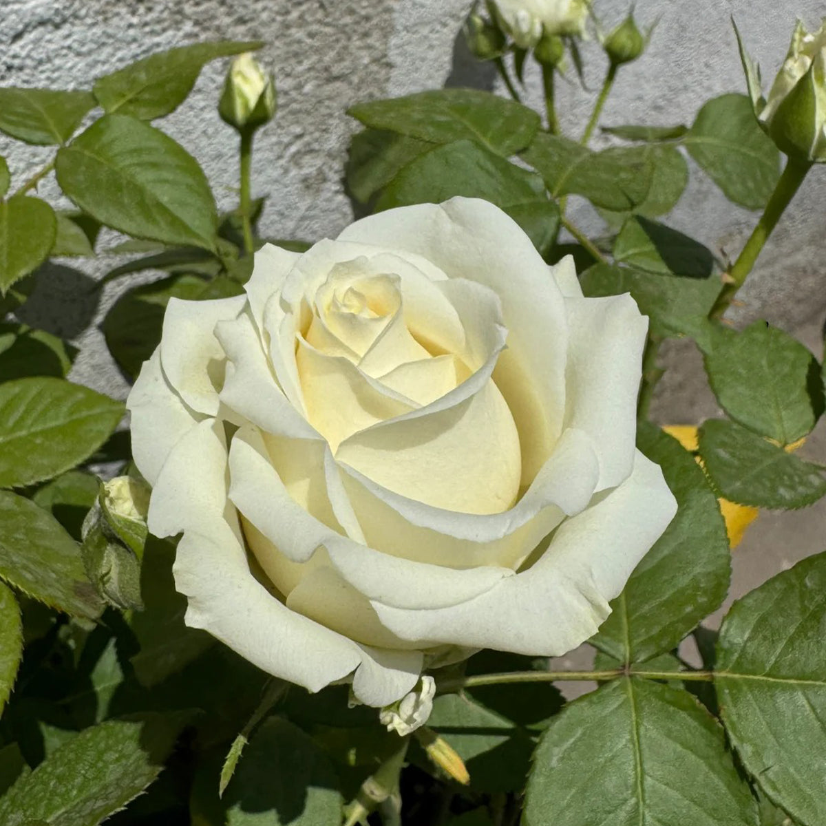 Mount Shasta American Florist Hybrid Tea Rose