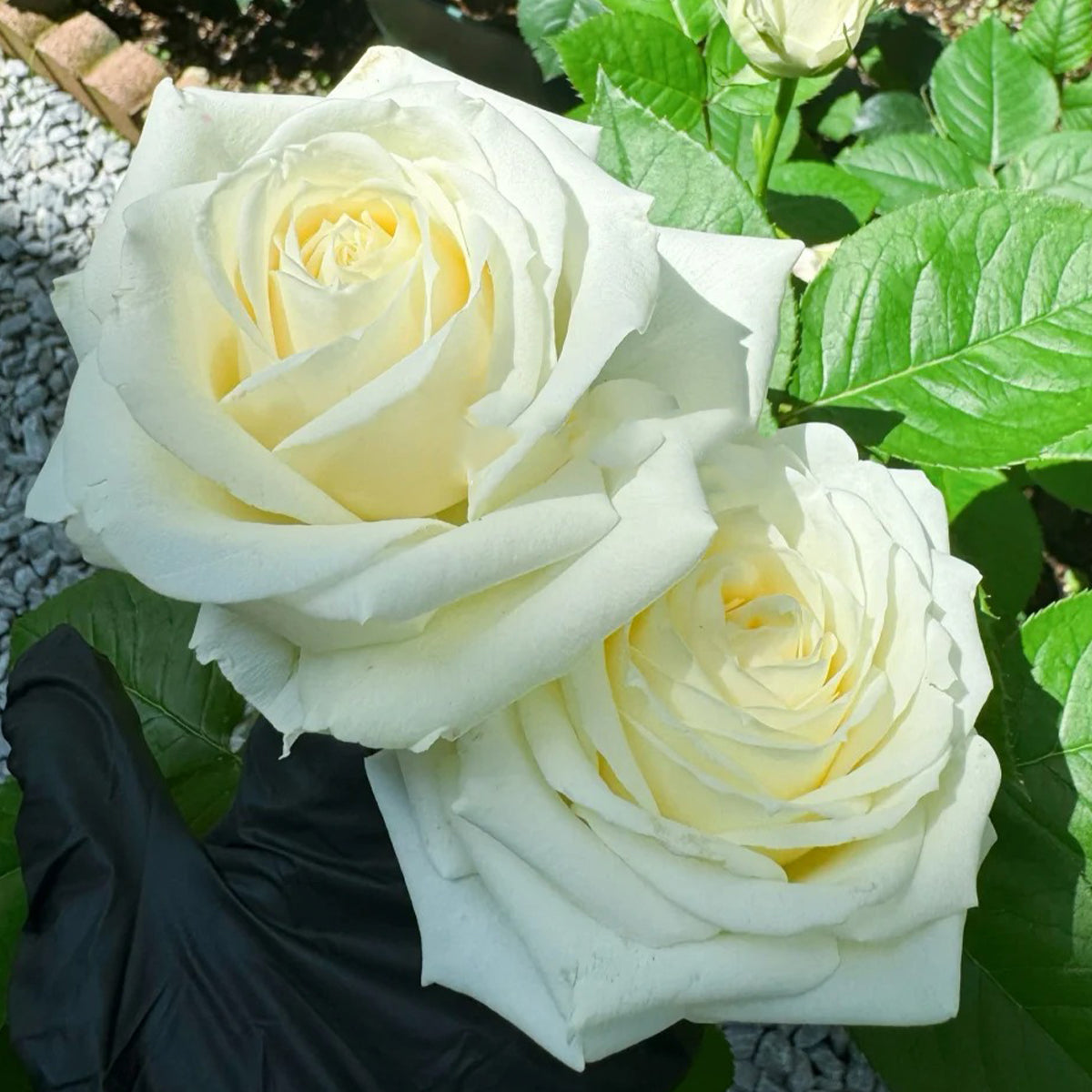 Mount Shasta American Florist Hybrid Tea Rose