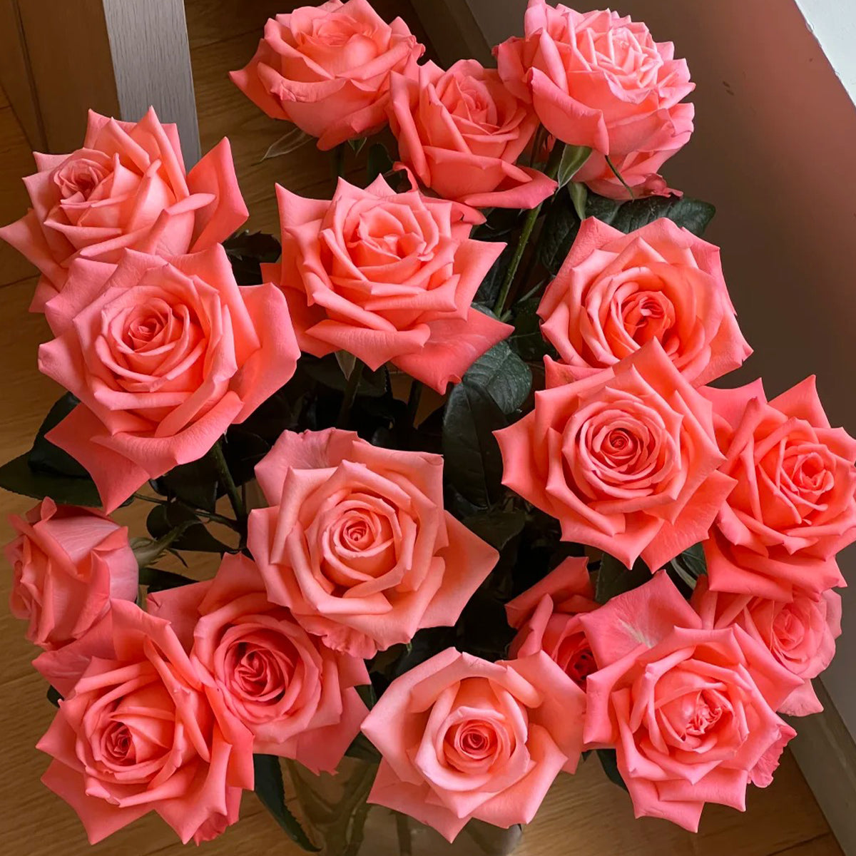 Movie Star German Florist Shrub Rose