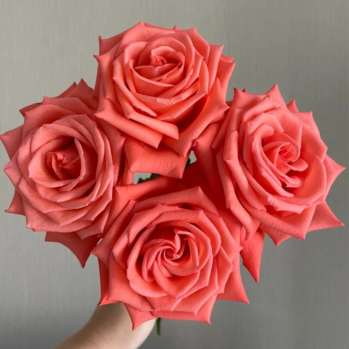 Movie Star German Florist Shrub Rose