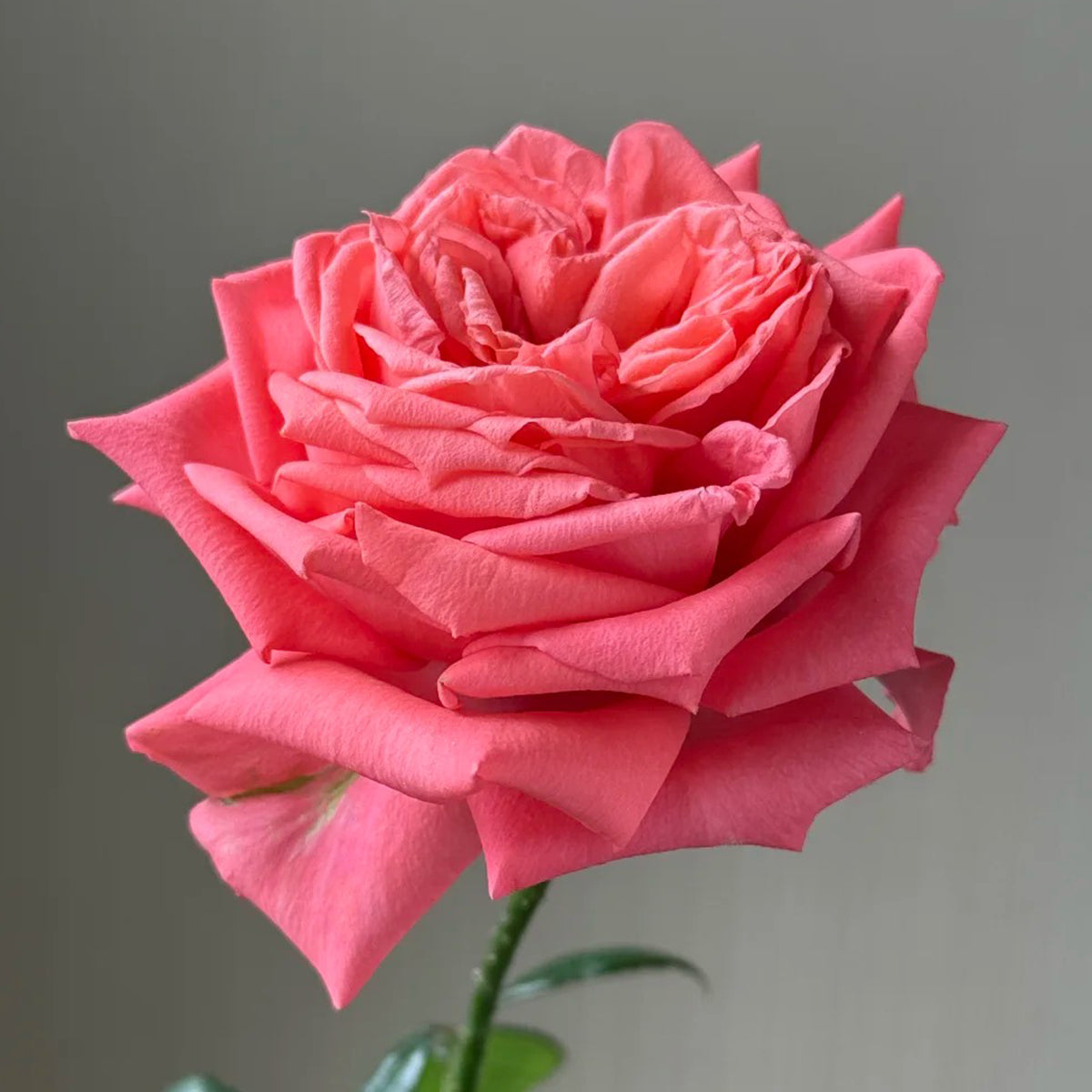 Movie Star German Florist Shrub Rose