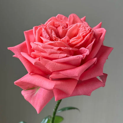 Movie Star German Florist Shrub Rose