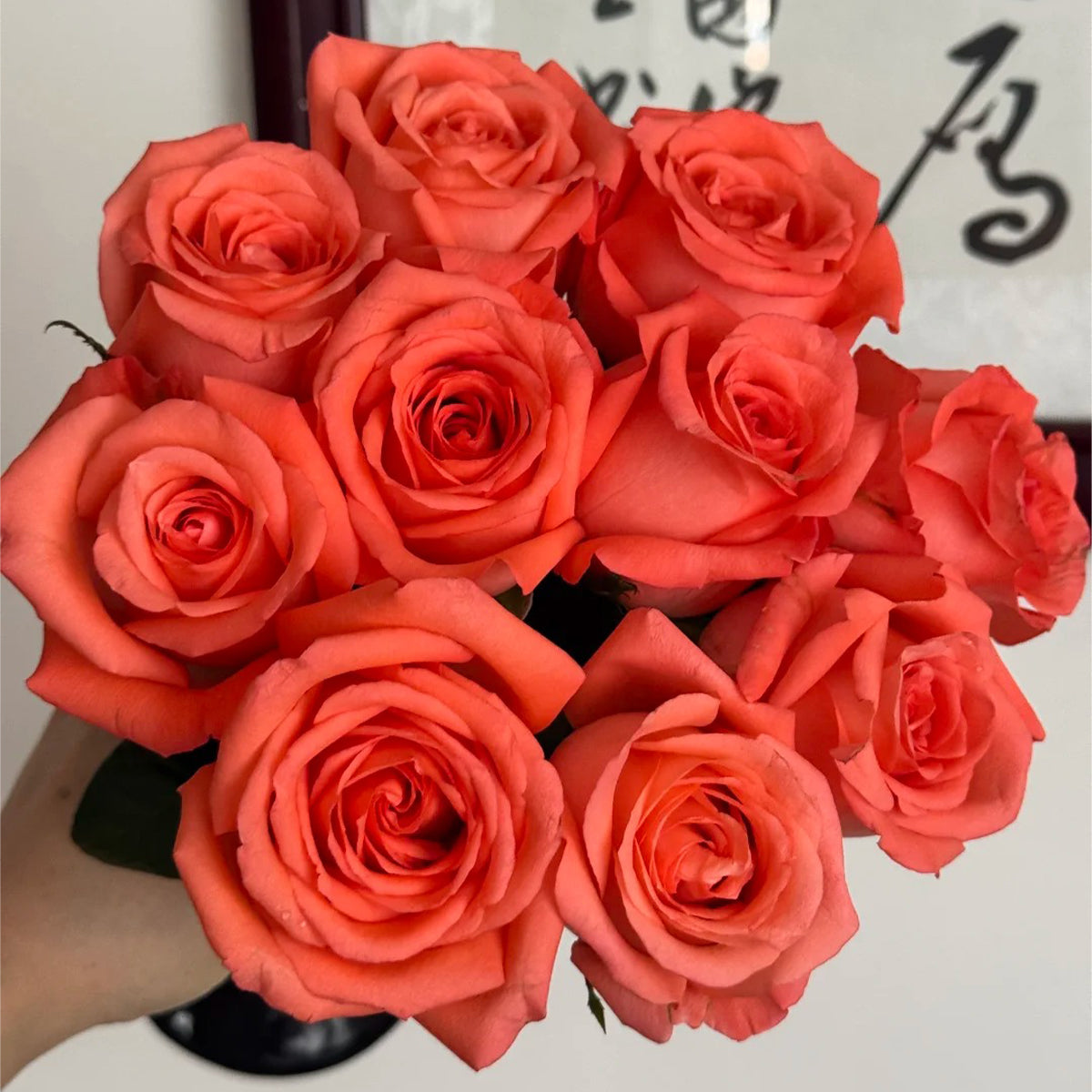 Movie Star German Florist Shrub Rose