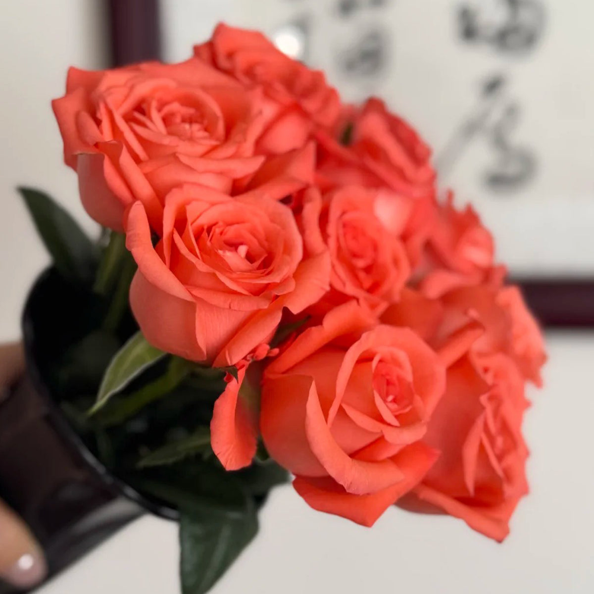 Movie Star German Florist Shrub Rose