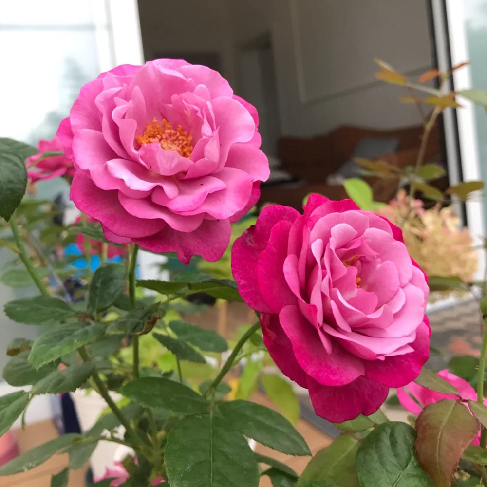 Muriel Robin French Florist Shrub Rose