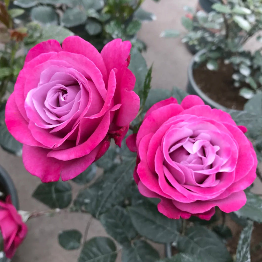 Muriel Robin French Florist Shrub Rose