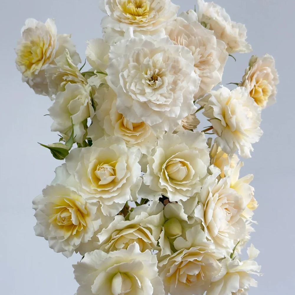 Nadine Xella-Ricci French Florist Shrub Rose