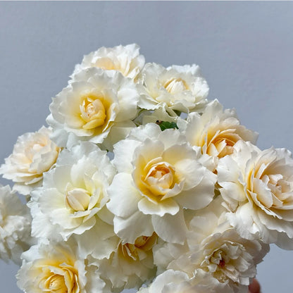 Nadine Xella-Ricci French Florist Shrub Rose