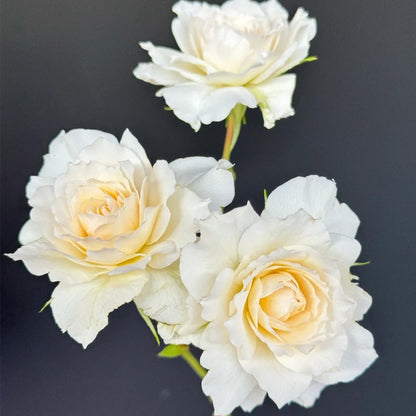 Nadine Xella-Ricci French Florist Shrub Rose