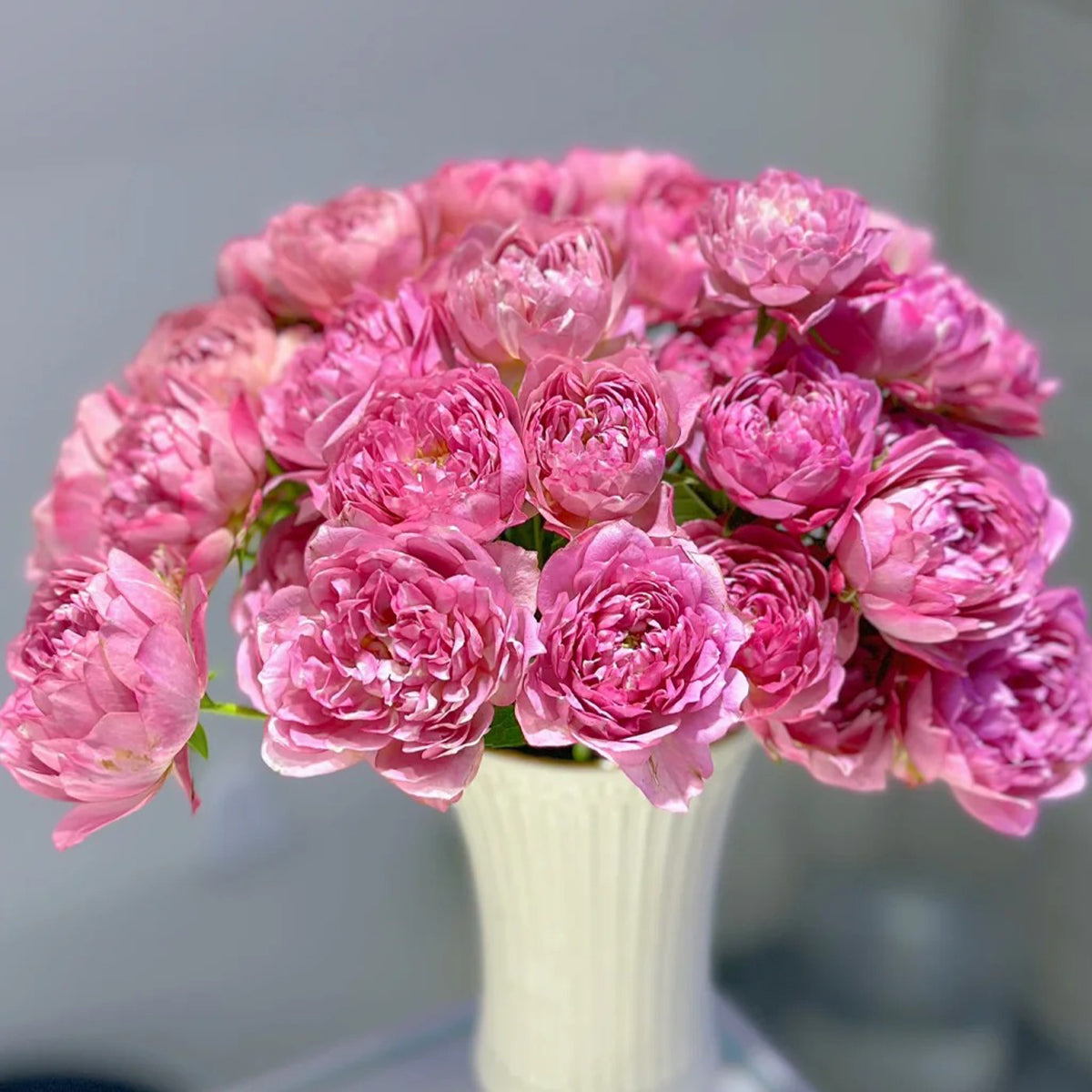 Nagi Japanese Florist Shrub Rose