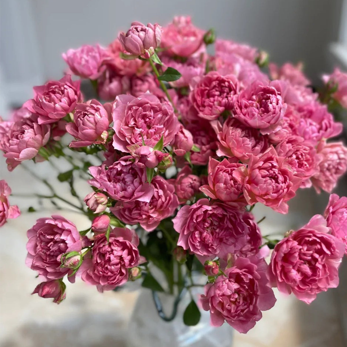 Nagi Japanese Florist Shrub Rose