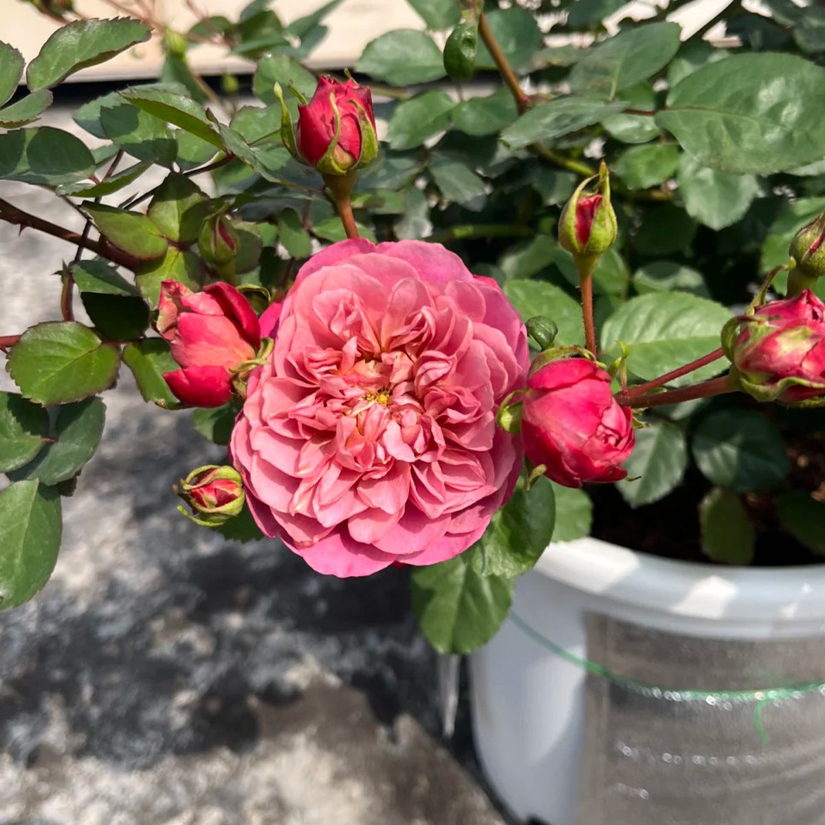 Nagi Japanese Florist Shrub Rose