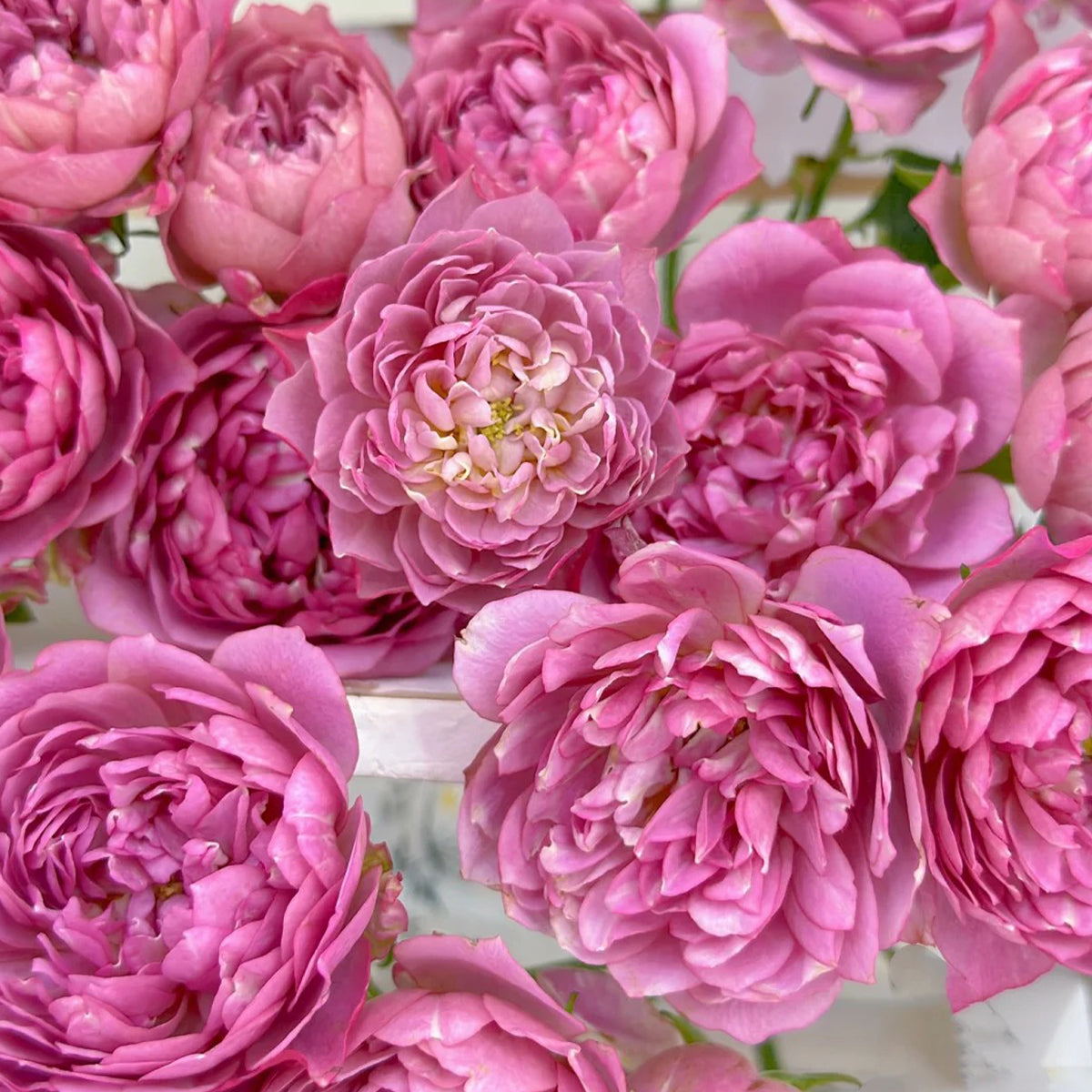 Nagi Japanese Florist Shrub Rose