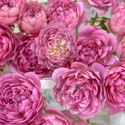 Nagi Japanese Florist Shrub Rose