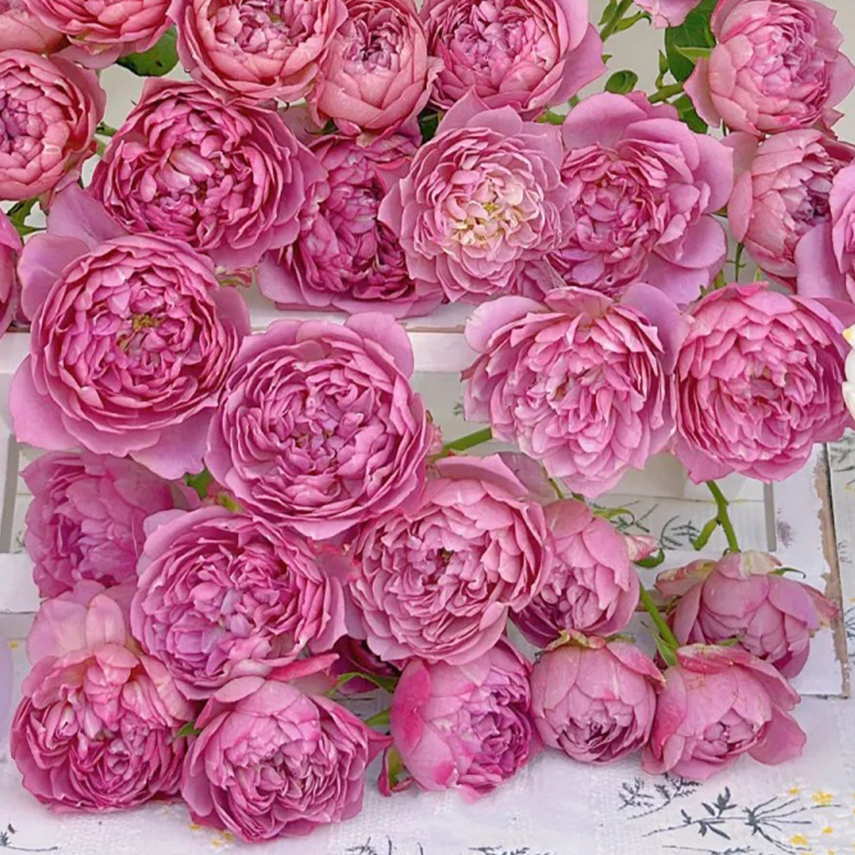 Nagi Japanese Florist Shrub Rose