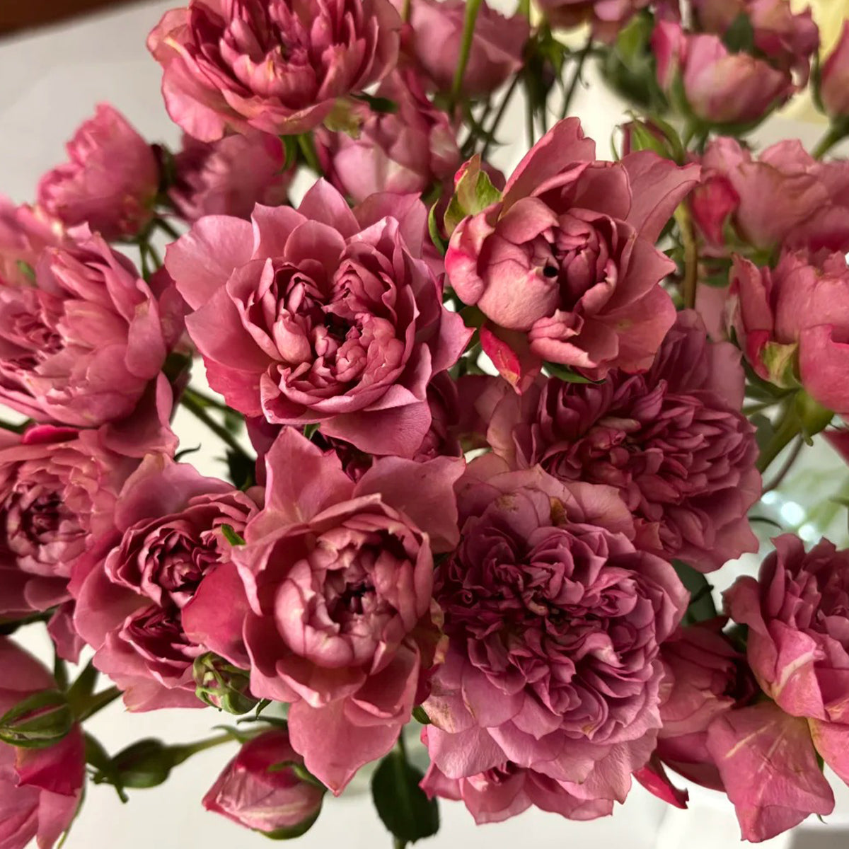 Nagi Japanese Florist Shrub Rose