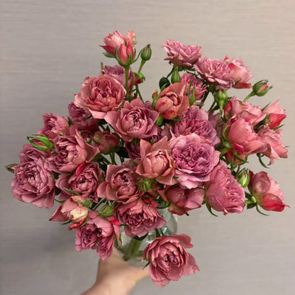 Nagi Japanese Florist Shrub Rose