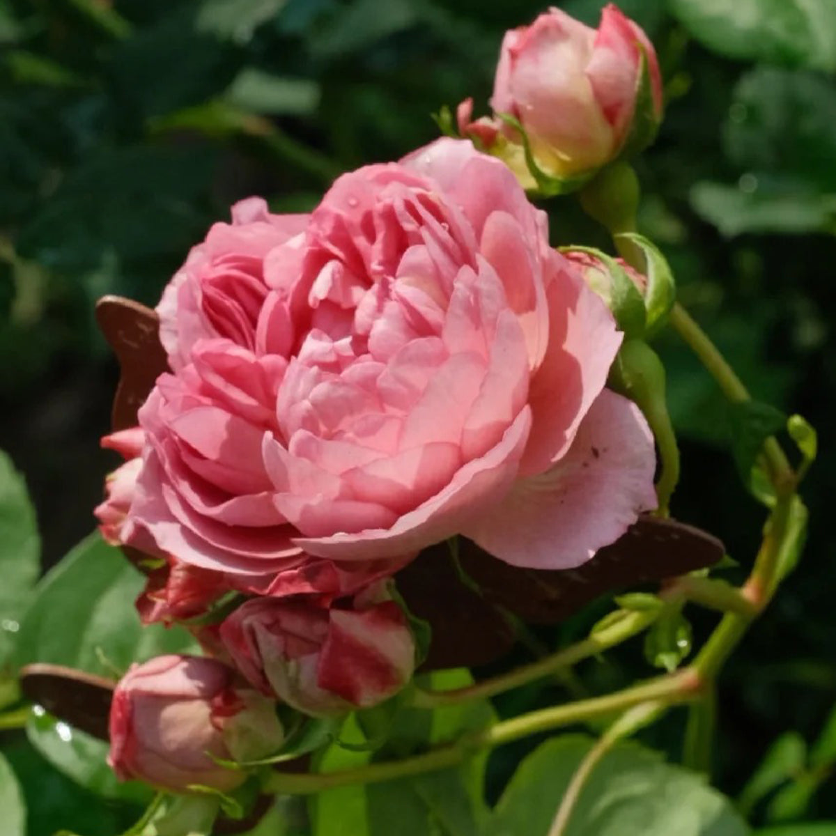 Nagi Japanese Florist Shrub Rose