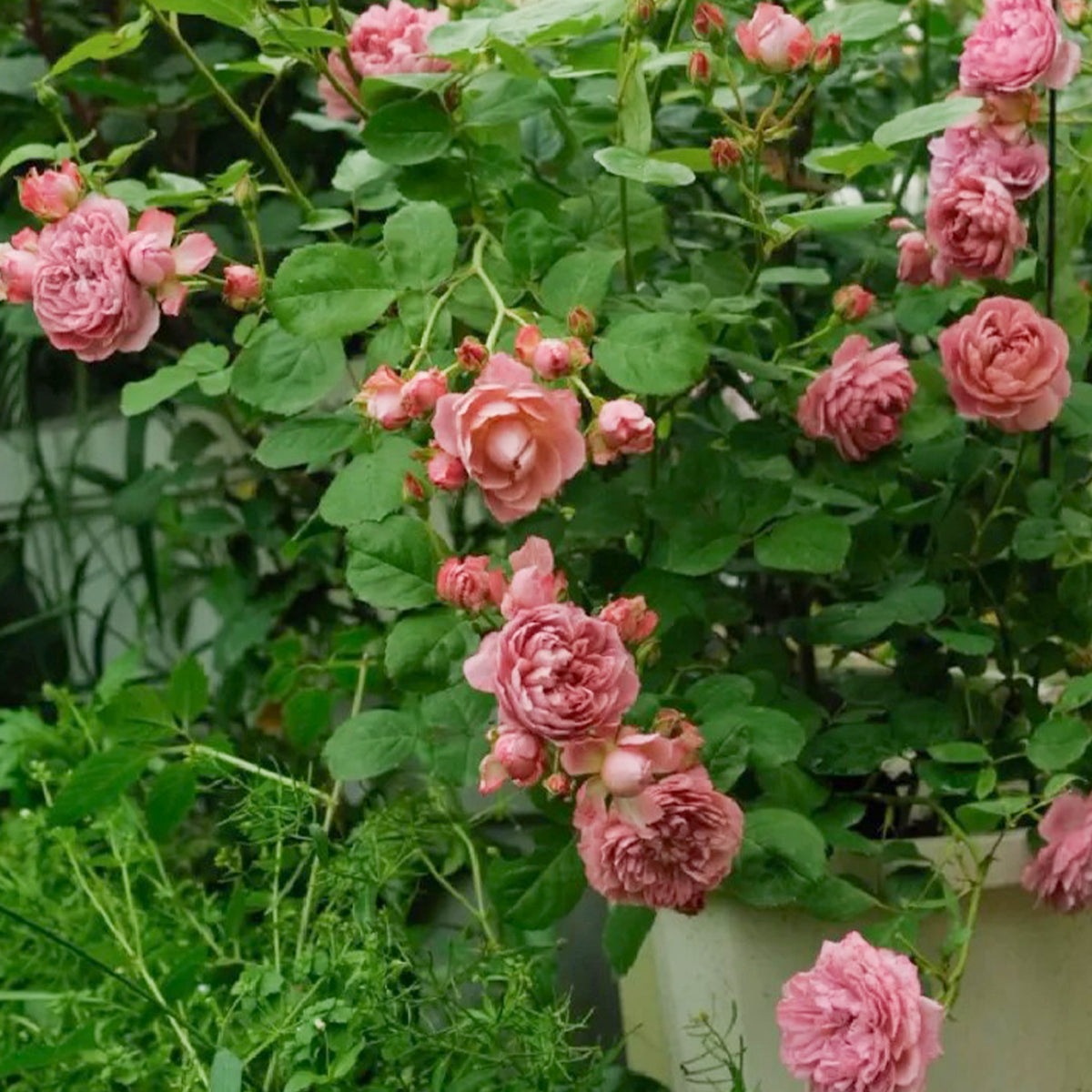 Nagi Japanese Florist Shrub Rose