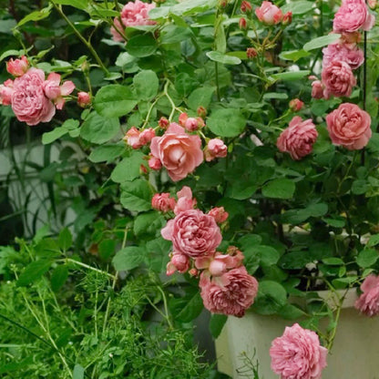 Nagi Japanese Florist Shrub Rose