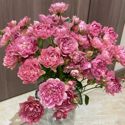 Nagi Japanese Florist Shrub Rose