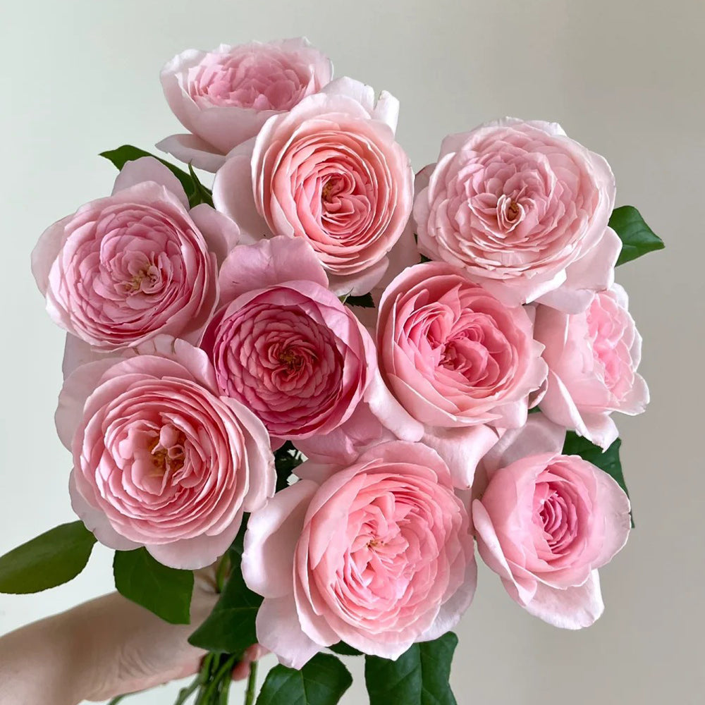 Nahéma French Florist Climbing Rose