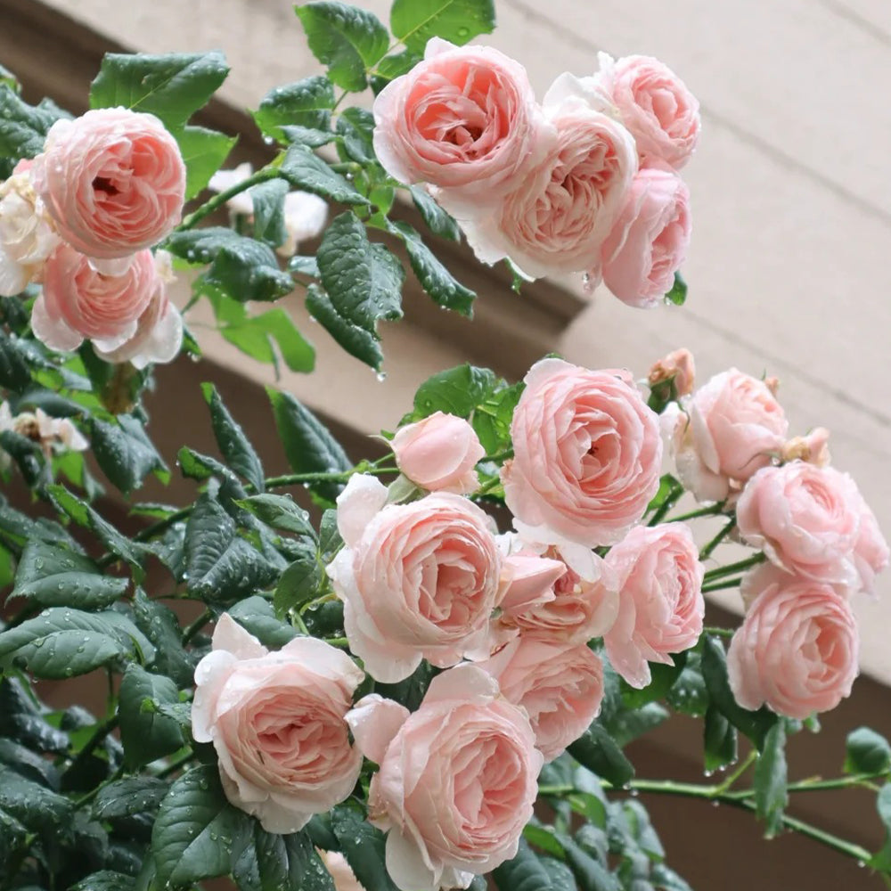 Nahéma French Florist Climbing Rose