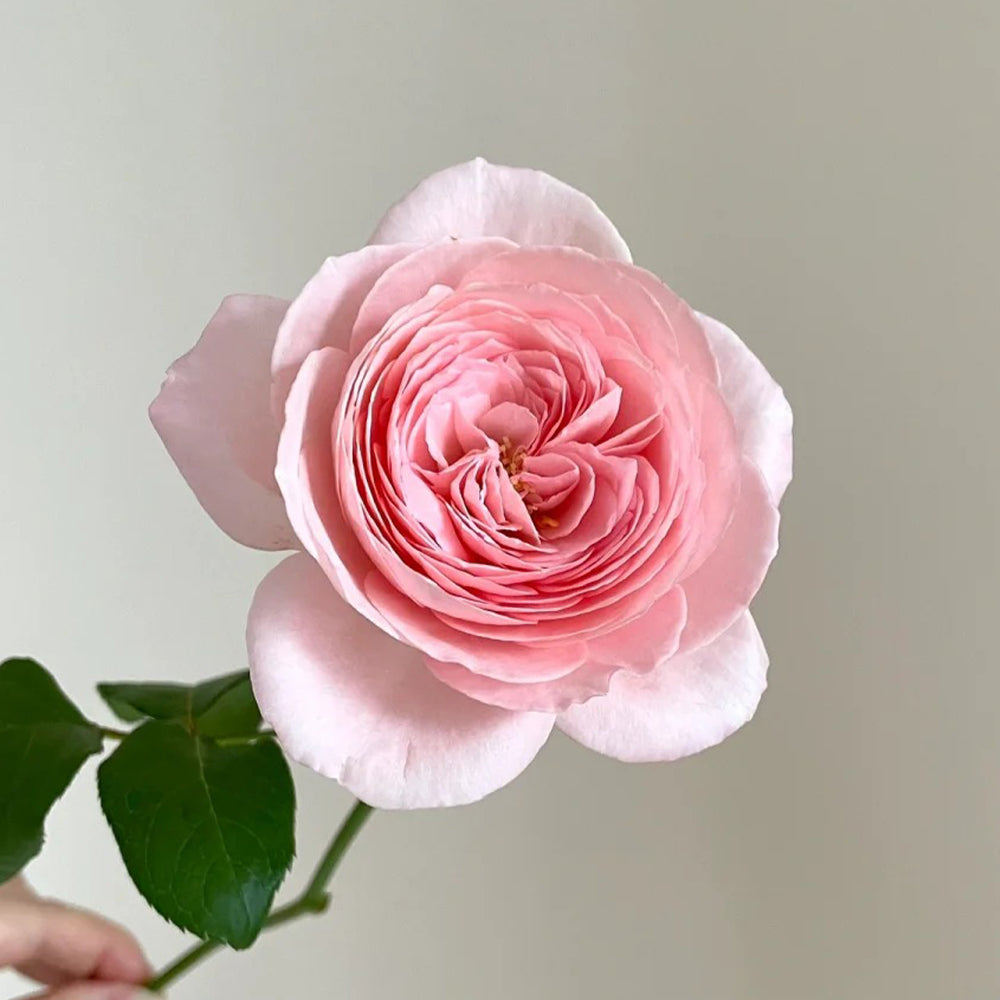 Nahéma French Florist Climbing Rose