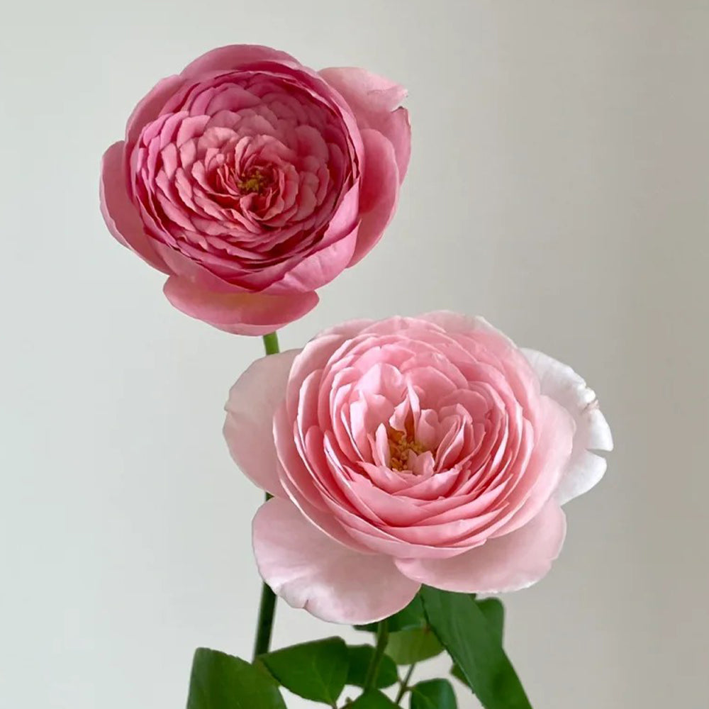 Nahéma French Florist Climbing Rose
