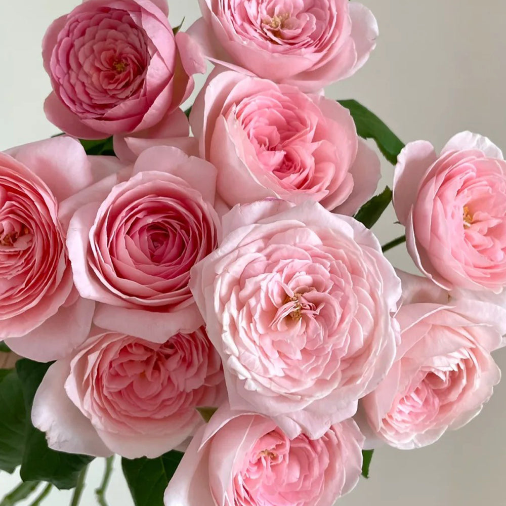 Nahéma French Florist Climbing Rose
