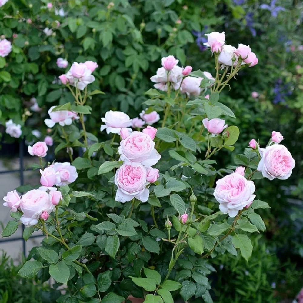 Nahéma French Florist Climbing Rose