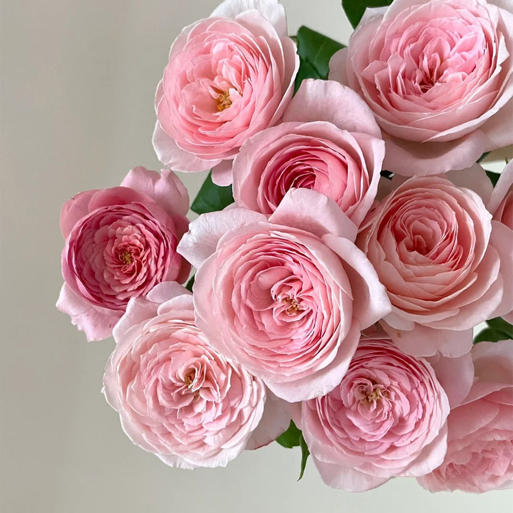 Nahéma French Florist Climbing Rose