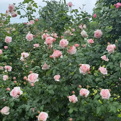 Nahéma French Florist Climbing Rose