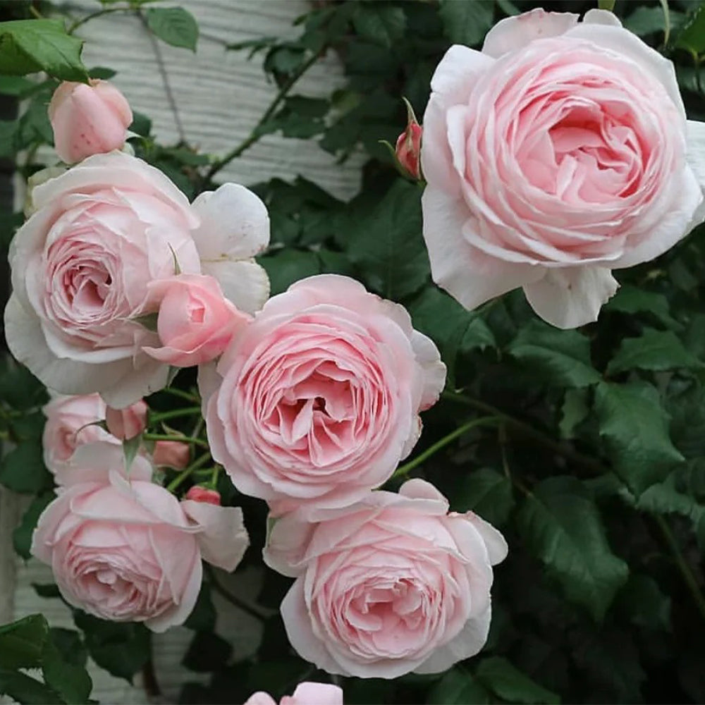 Nahéma French Florist Climbing Rose