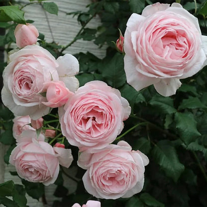 Nahéma French Florist Climbing Rose