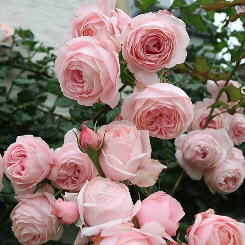 Nahéma French Florist Climbing Rose