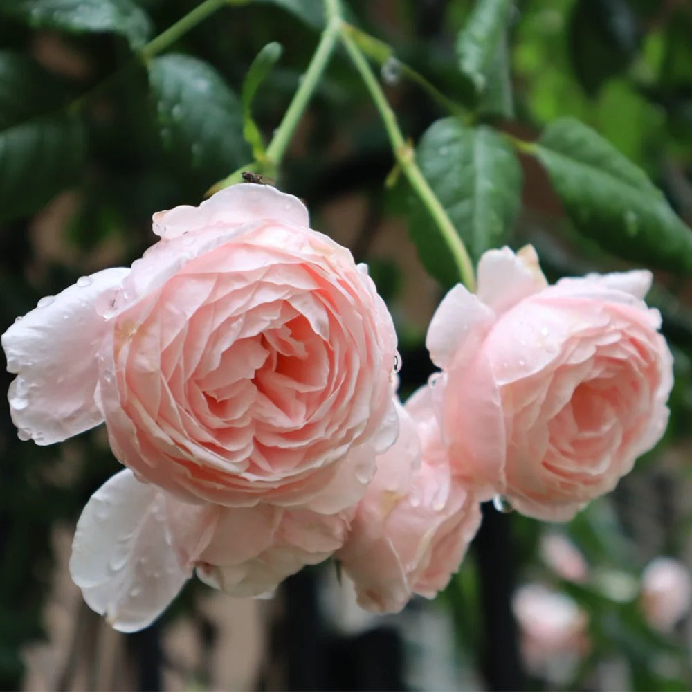 Nahéma French Florist Climbing Rose