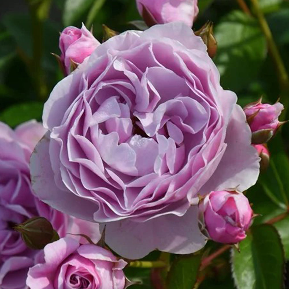 Nautica German Florist Shrub Rose