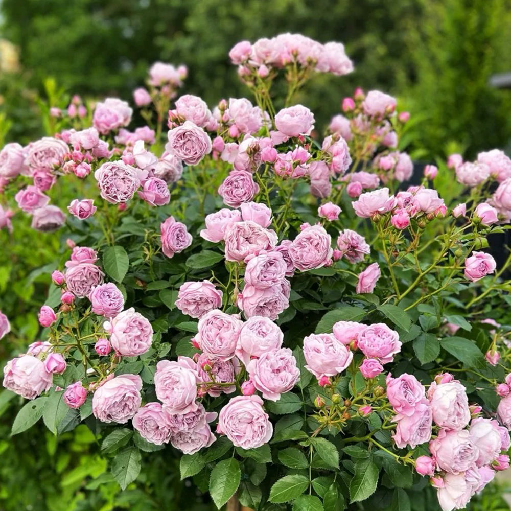 Nautica German Florist Shrub Rose