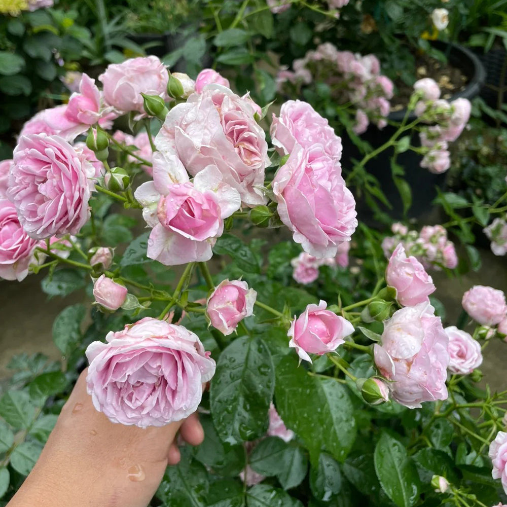 Nautica German Florist Shrub Rose